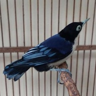 Ready Burung Rambatan Doraemon -Lapak Robi
