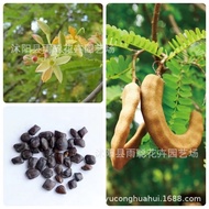 Sour Angle Seeds Sour Bean Tamarind Muhan Sweet Eyes Candle Seeds Sweet Angle Vegetable Seeds2686081