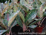 Aglaonema Dona Carmen [INDOOR PLANT]
