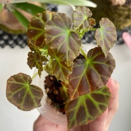 Begonia Rubida (species sarawak)