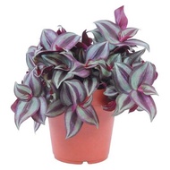 Bunga Gantung Tradescantia Geworan Silver