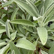 Salvia Officinalis, Sage, Common Sage, Garden Sage, Broadleaf Sage, 撒尔维亚