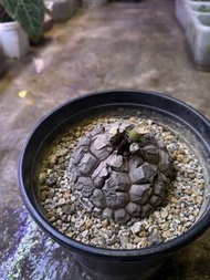 南非龜甲龍 Dioscorea elephantipes  9.5cm