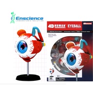 4D MASTER STEM Human Eye Anatomy Detachable Model for Science, MBBS, University