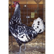 Telur berbenih Ayam Hamburg hitam putih