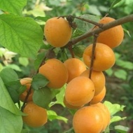 Apricot Seed Mountain Apricot Seed Wild Apricot Seed Beimei Guilus Apricot Flower Apricot Seed Fruit
