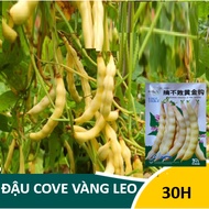 Yellow Cove Bean Seeds (30H)