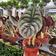 TKL - Alocasia Brancifolia/Cuprea Green/Black Magic/Pink Dragon 深裂鱼骨/铜叶/粉龙海芋