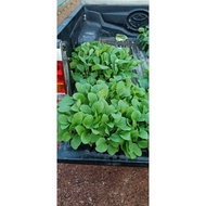 anak pokok cili 461/cili bara/Terung panjang/terung mini/cili API/terung bulat