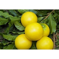 【Live Plant】Pokok Abiu/ Pouteria caimito/Golden Fruit Tree/黄金果树苗 1.5ft-2ft