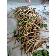 2K SANCANG STEK BONSAI MATERIAL