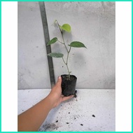 ◊ ❖ ♝ Native Paminta | Black Pepper Live Plant | Rooted cuttings