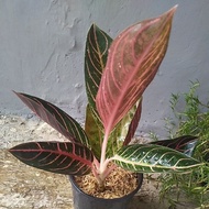 Aglonema Red sumatra POS aglonema size besar bonggol panjang