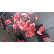 Luxury Thai albino TigerOSCAR