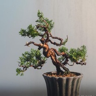 系魚川真柏小品盆栽 有水線舍利雕刻變化多