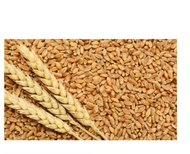 Wheat Grains/ Biji Gandum Makanan ( گندم ) 1kg