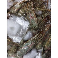 Unik Udang Lobster Segar Hasil Laut Segar 1Kg BERGARANSI Diskon