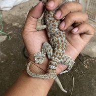 Tokek ekor cabang murah 250ribuan