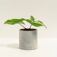 大理石合果芋│泥作系列│福所栽