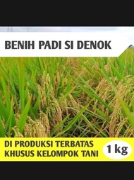 BENIH PADI SI DENOK SUPER UNGGUL