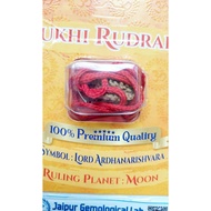 Original Rudraksha with Certificate 2 Face Rudraksha
