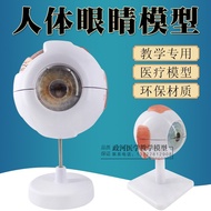 Eye Enlargement Model Eye and Vision Neural Model Detachable Ten Part Eye Anatomy Structure Model