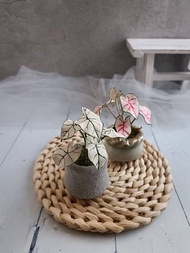 【 1人開班】彩葉芋石膏捏塑體驗課 擴香石/香氛/石膏/石膏捏塑