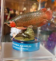 [絕版 日本 7-11 限定] 海洋堂 Kaiyodo 特別版 龍吐珠 紅龍 樽蓋 海洋動物扭蛋 新江之島水族館1 Enoshima Aquarium 立體生物圖錄 金龍魚 瓶蓋 食玩 非 Kitan