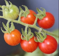 Bibit tomat cherry - pohon tomat