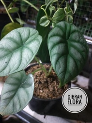 Alocasia dragon scale silver