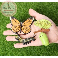 Butterfly life cycle Model - Butterfly life cycle