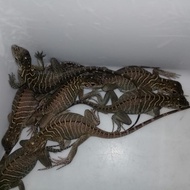 Rhinoceros iguana rhino iguana baby up rhinoceros baby rhino iguana