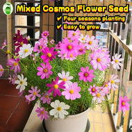 80 Seeds/pack Cosmos Flower Mix Seeds for Sale 波斯菊花种子 Biji Benih Cosmos Flower Seeds for Planting Ga