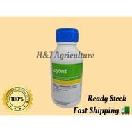 500ML LOYANT / RACUN RUMPUT PADI