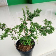 READY tanaman bonsay mini | tanaman serut | tanaman bonsai Murah