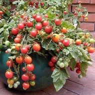 10PCS 【NEW】Red Grape Tomato Seeds - Sweet Grapes Tomato Seeds