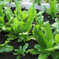 200 coriander seeds - Chinese coriander