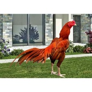 Bangkok Chicken Eggs JUMBO Money For Hatching