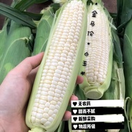 Cameron Highland Sweet Corn 金马仑白玉米 🌽