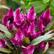 100 เมล็ด หงอนไก่ หงอนไก่ดง หงอนไก่ดอกกลม หงอนไก่ฟ้า สีสรรสุดุดเด่น Cockscomb Celosia Seeds สายพันธุ