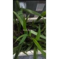 Bawang Dayak Dalam Pasu Kecil