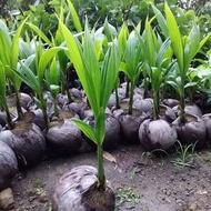 bibit kelapa hijau Wulung
