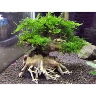 Bonsai Tree With Moss (Aquarium Moss / Aquascape)