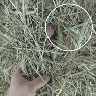 Timothy Hay, Chaff 2nd Cut Rabbit Food Hay Bunny Makanan Arnab Guinea Pig Rumput Kering 兔子食物 提摩西草