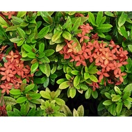 CUTTING SAHAJA/SANTAN FLOWER/RED FLOWER/BUNGA LANDSKAP [IXORA FLOWER]