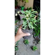 ANAK POKOK CACTUS MILI (euphorbia milii)