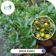 Terbaru BIBIT JERUK KUNCI - BIBIT JERUK LEMON CUI - BIBIT JERUK