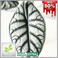 Tanaman hias alocasia silver dragon - dragon scale silver rawatan