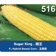 Leckat F1 Jagung Sugar King 516