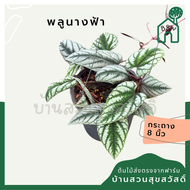 พลูนางฟ้า ต้นพลูนางฟ้า หรือพลูนางฟ้าจำแลง (Rex Begonia Vine / Cissus discolor Blume)